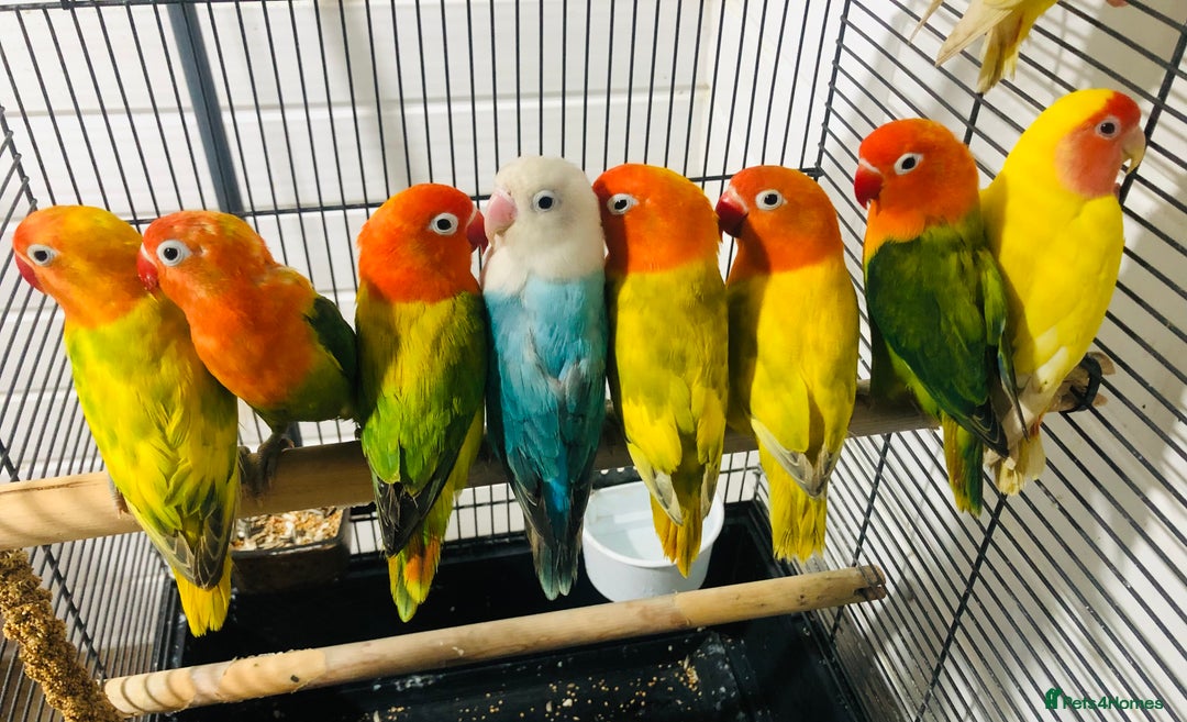 Lovebirds birds for sale: Beautiful lovebirds for sale. - Advert 2