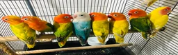 Lovebirds birds for sale: Beautiful lovebirds for sale. - Advert 2