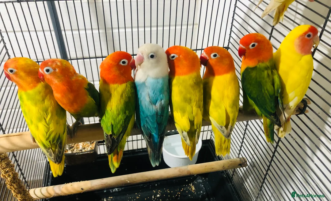 Lovebirds birds for sale: Beautiful lovebirds for sale. - Advert 2