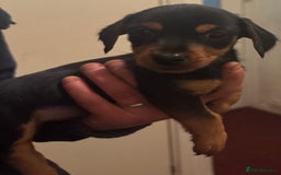 Mixed Breed dogs for sale: Minituare Yorkie cross dachshund puppies - Image 8