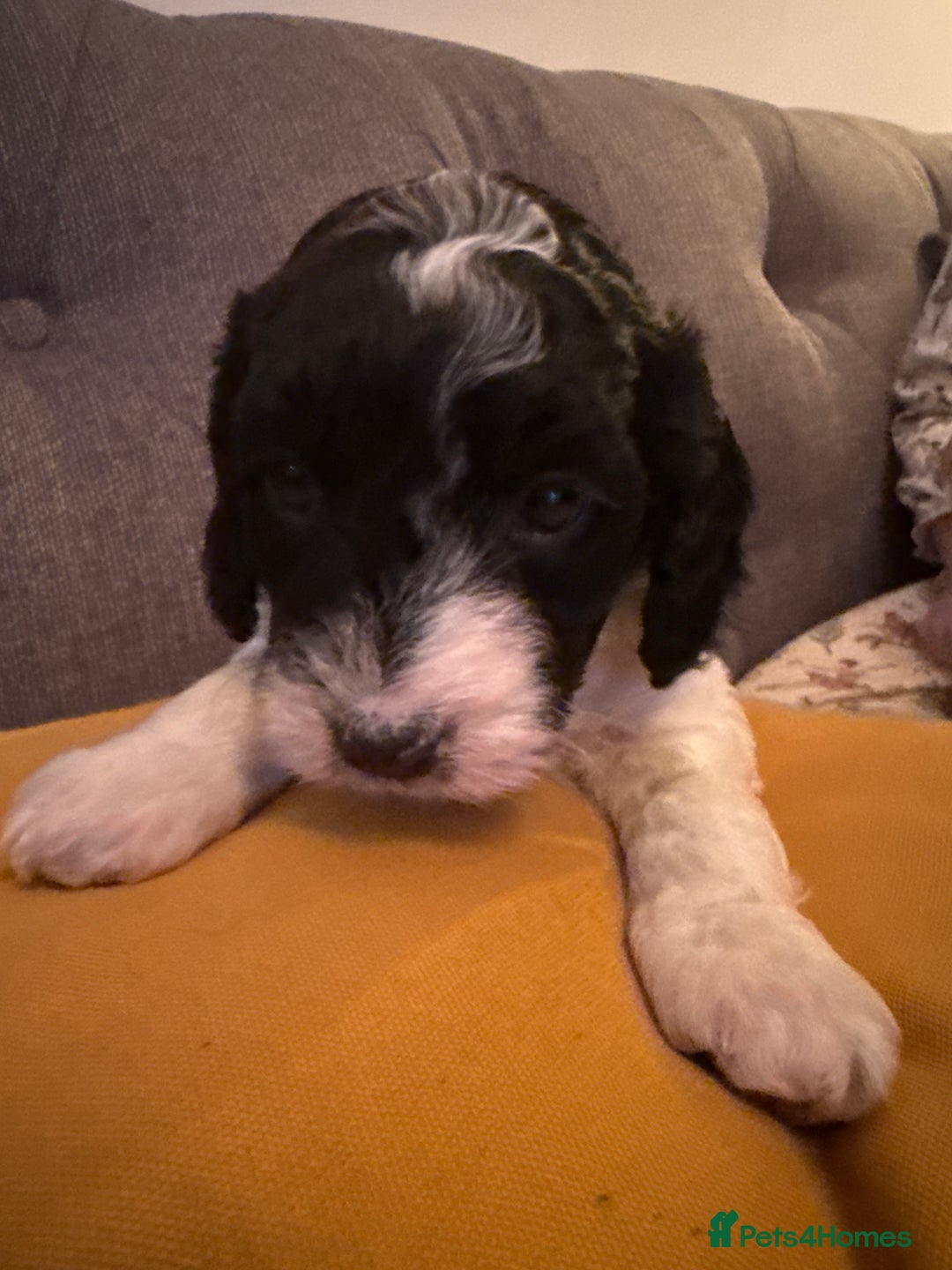 Sproodle dogs for sale: Beautiful Sproodle puppies ready  **  Eve  - Advert 8