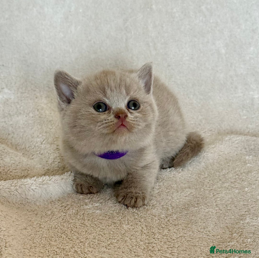 British Shorthair cats for sale: British shorthair kittens  - Image 18