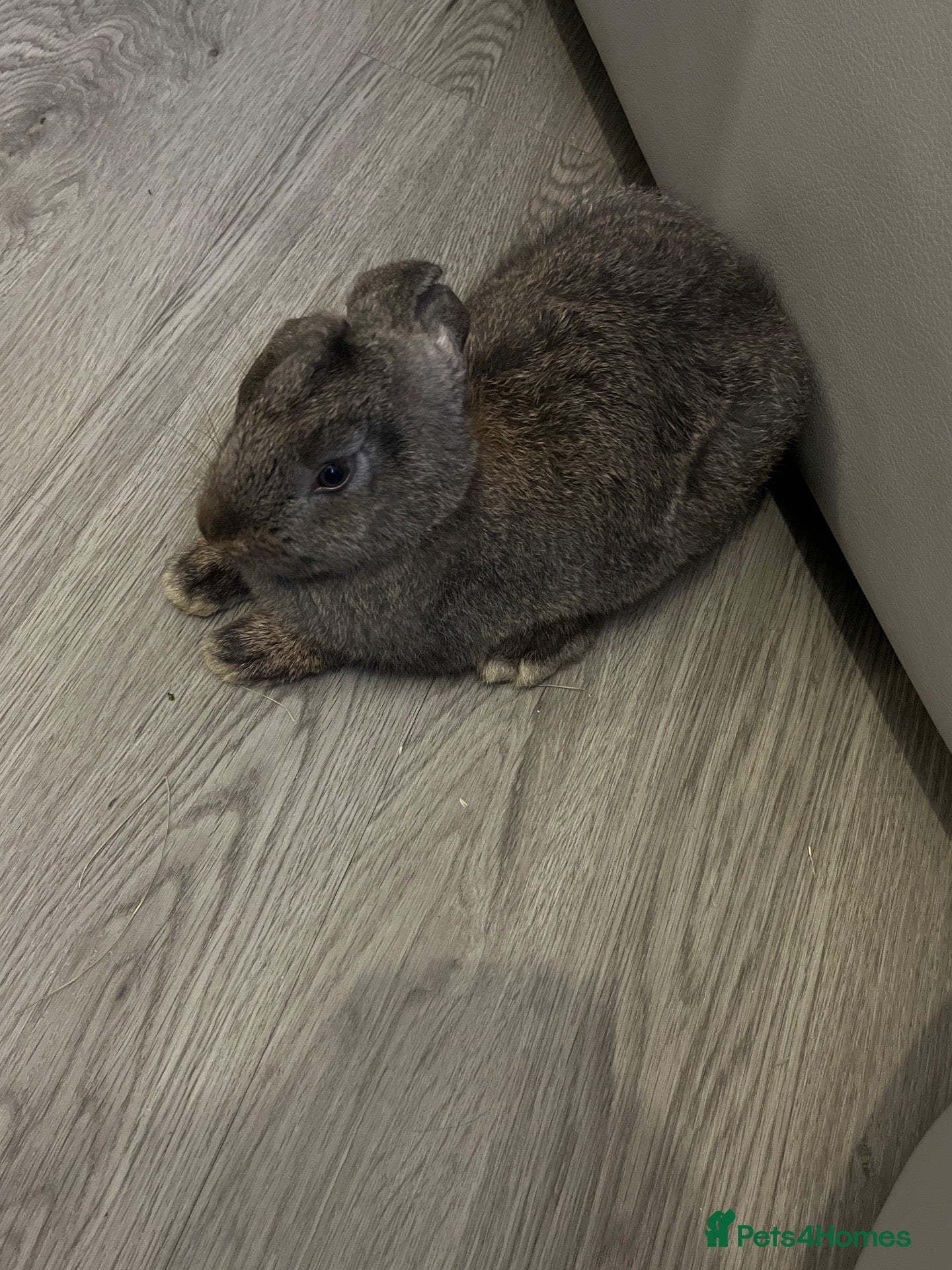 Mixed Breed rabbits Black mixed breed rabbit - Advert 1