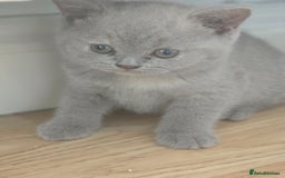 British Shorthair cats for sale: 6 Gorgeous BSH Kittens – Friendly & Playful! - Image 5