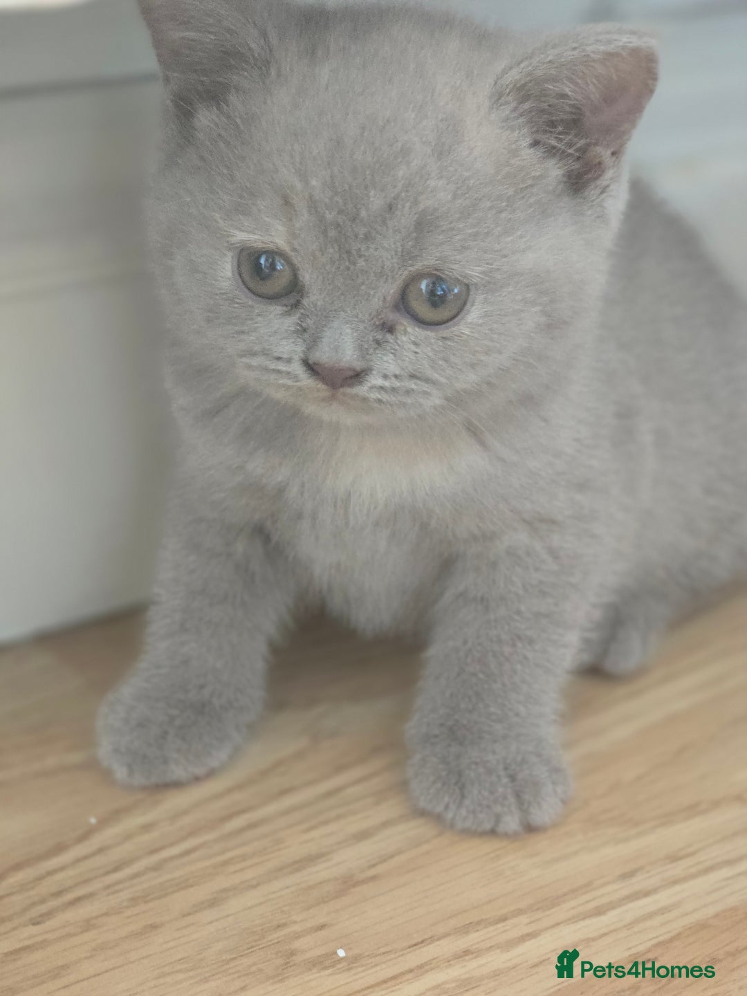 British Shorthair cats for sale: 6 Gorgeous BSH Kittens – Friendly & Playful! - Image 5