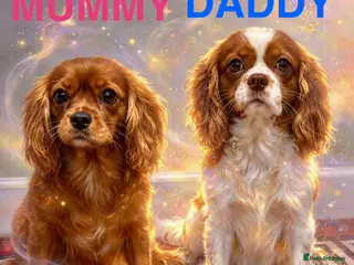 Cavalier King Charles Spaniel dogs CHOCOLATE CARRIER CAVALIERS READY TO LEAVE! - Advert 3
