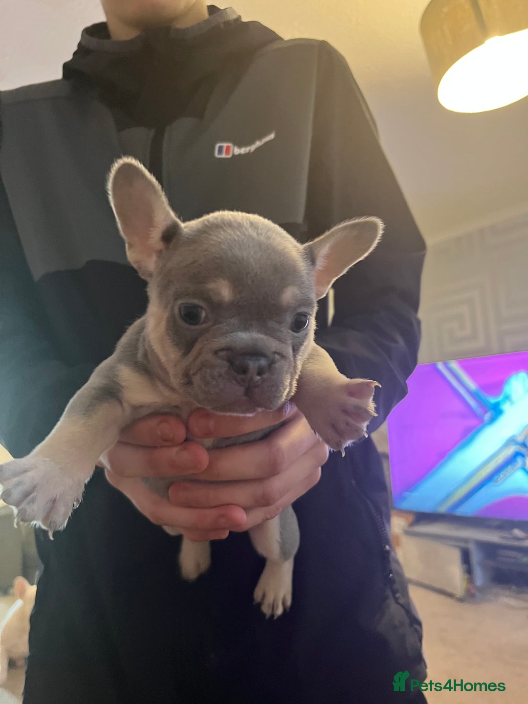 French Bulldog dogs for sale: French bulldog bitches  - Advert 14
