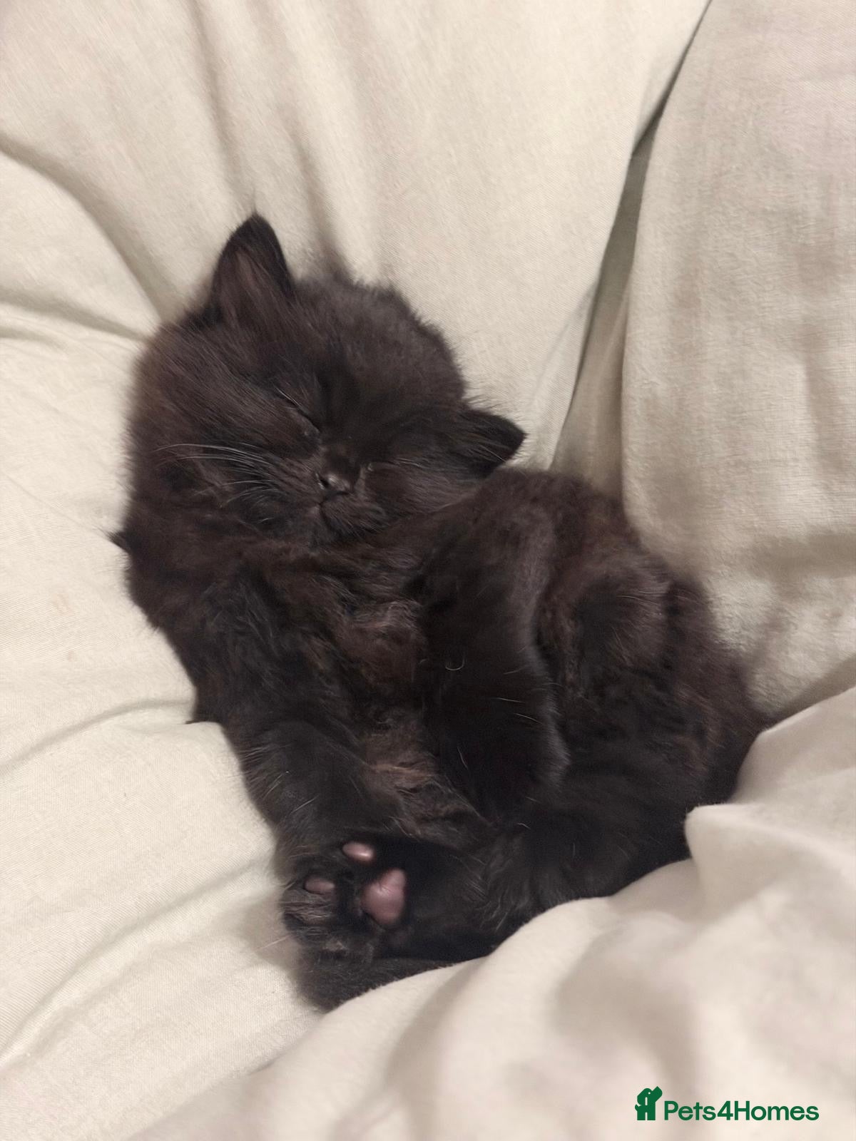 Scottish Fold cats Black scottish fold kitten for sale - Advert 1