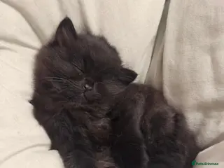 Scottish Fold cats Black scottish fold kitten for sale - Advert 1