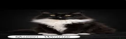 Maine Coon cats for sale: TICA Registered Maine Coon Kittens - Advert 5