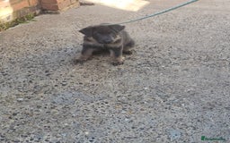 German Shepherd dogs for sale: German shepherd girl BLUE/TAN  in Rugby - Image 11