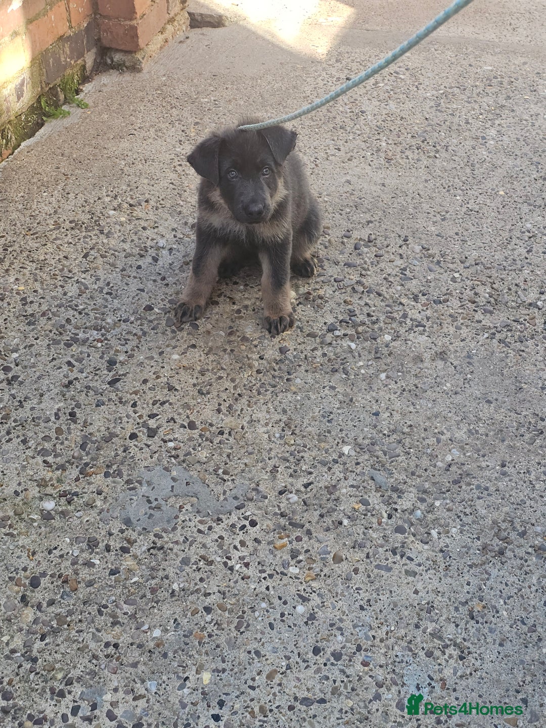 German Shepherd dogs for sale: German shepherd girl BLUE/TAN  in Rugby - Image 11