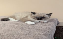 Ragdoll cats for sale: Seal Point Ragdoll Kittens - Image 2