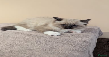 Ragdoll cats - Advert 15