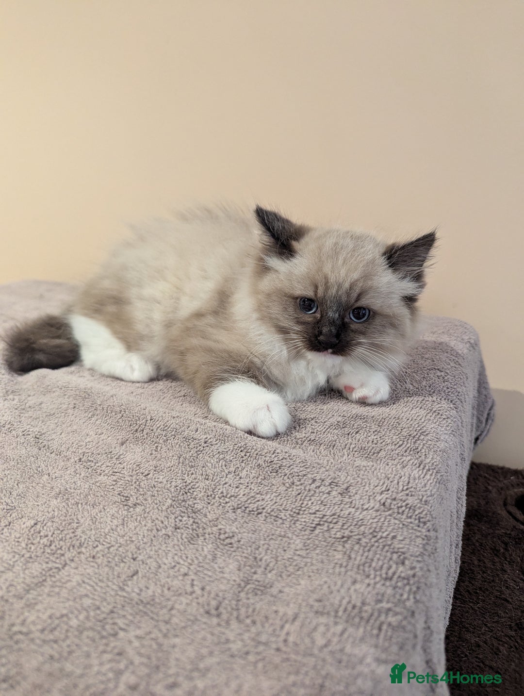 Ragdoll cats for sale: Seal Point Ragdoll Kittens - Image 2