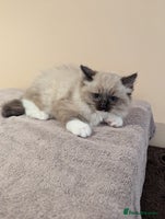 Ragdoll cats - Advert 9