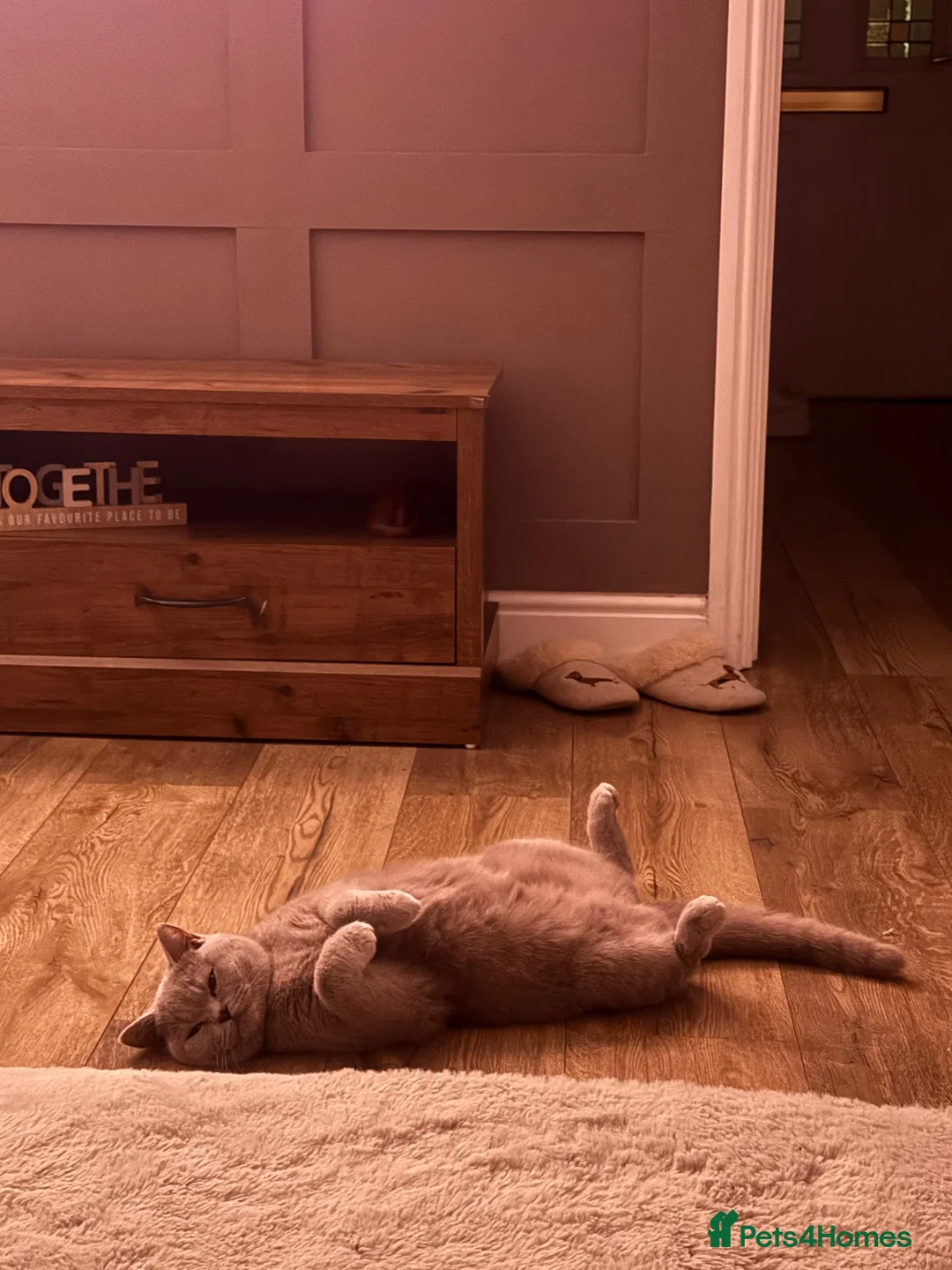 British Shorthair cats for sale: Lilac female cat  - Advert 5