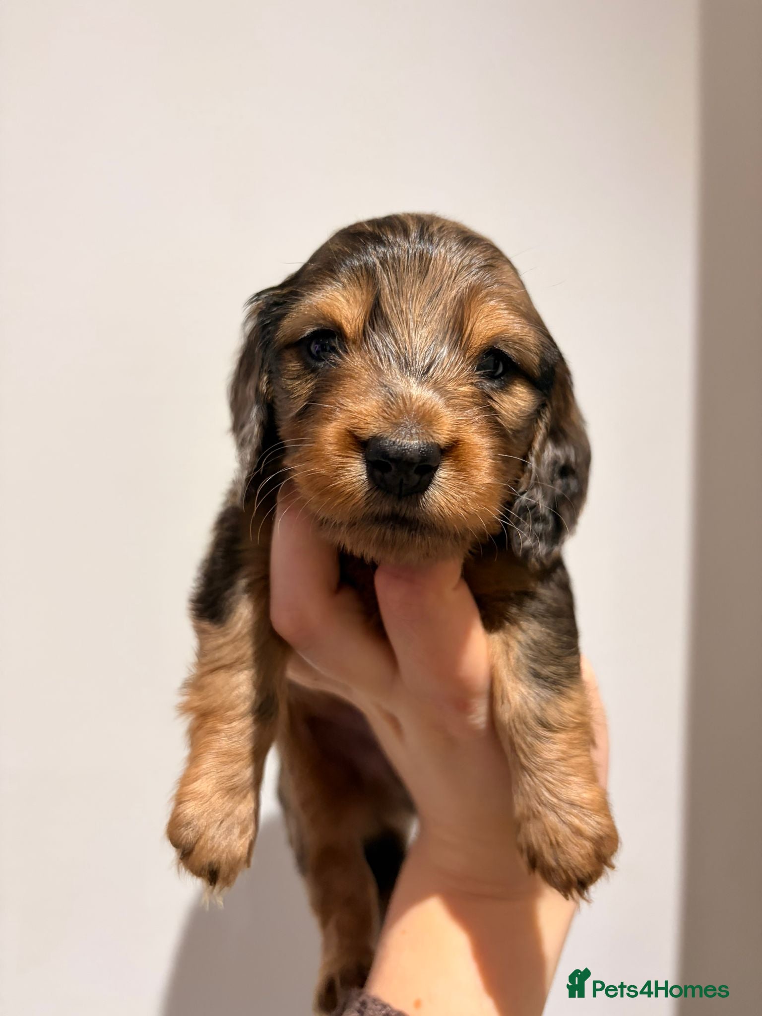 Miniature Dachshund dogs Quality Russian shaded red minis - Advert 11