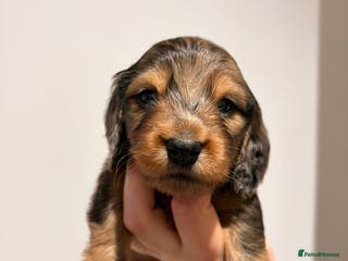 Miniature Dachshund dogs Quality Russian shaded red minis - Advert 11