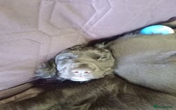 Cocker Spaniel dogs for sale: Female cocker spaniel pups  - Image 3