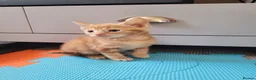 Mixed Breed cats for sale: Ginger Boy Kitten - Advert 3