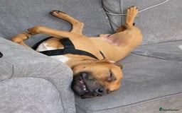 Staffordshire Bull Terrier dogs for sale: Staffordshire bull terrior - Image 2