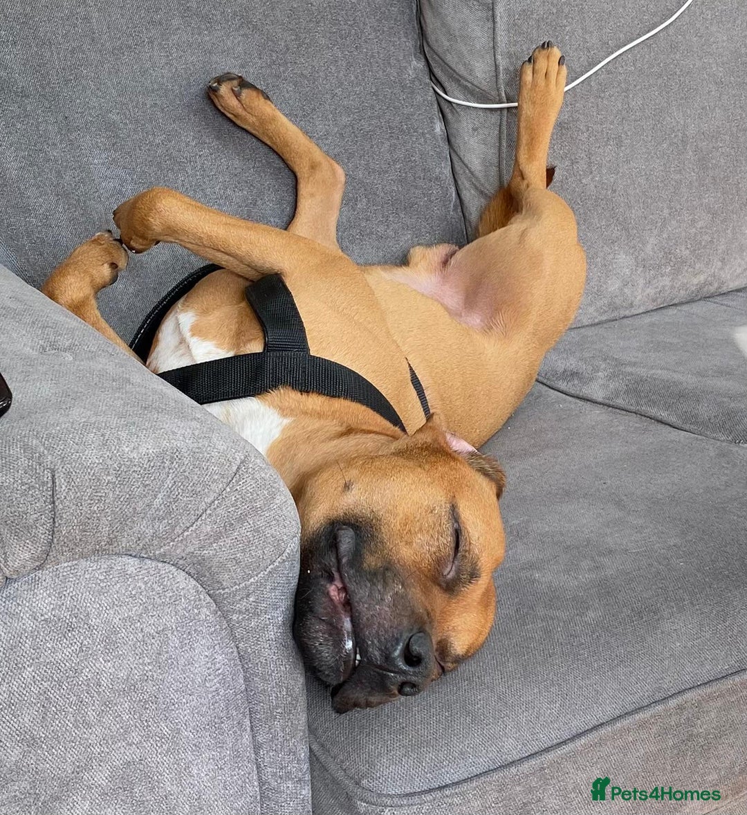 Staffordshire Bull Terrier dogs for sale: Staffordshire bull terrior - Image 2