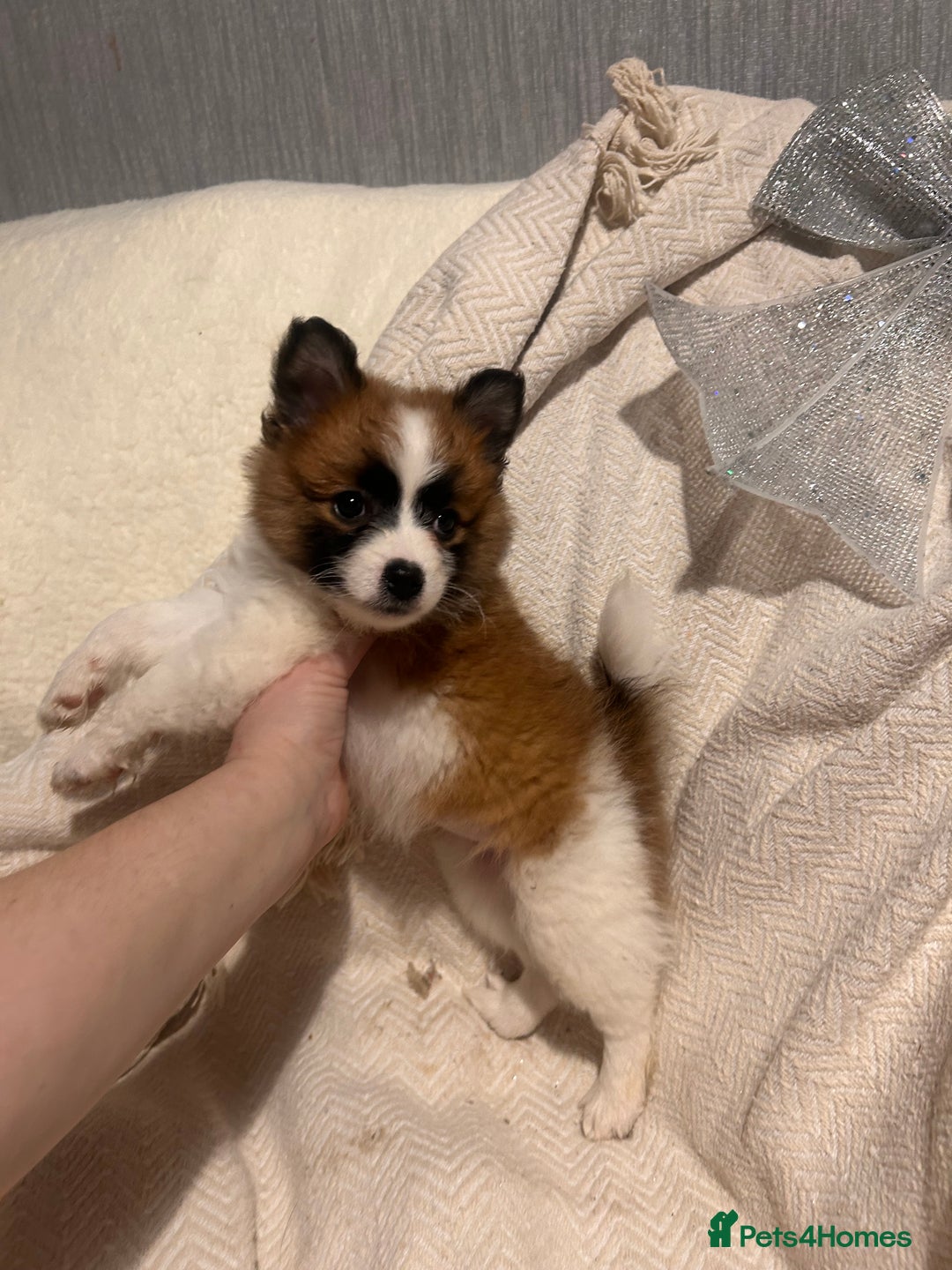 Mixed Breed dogs for sale: German spitz cross - Advert 18
