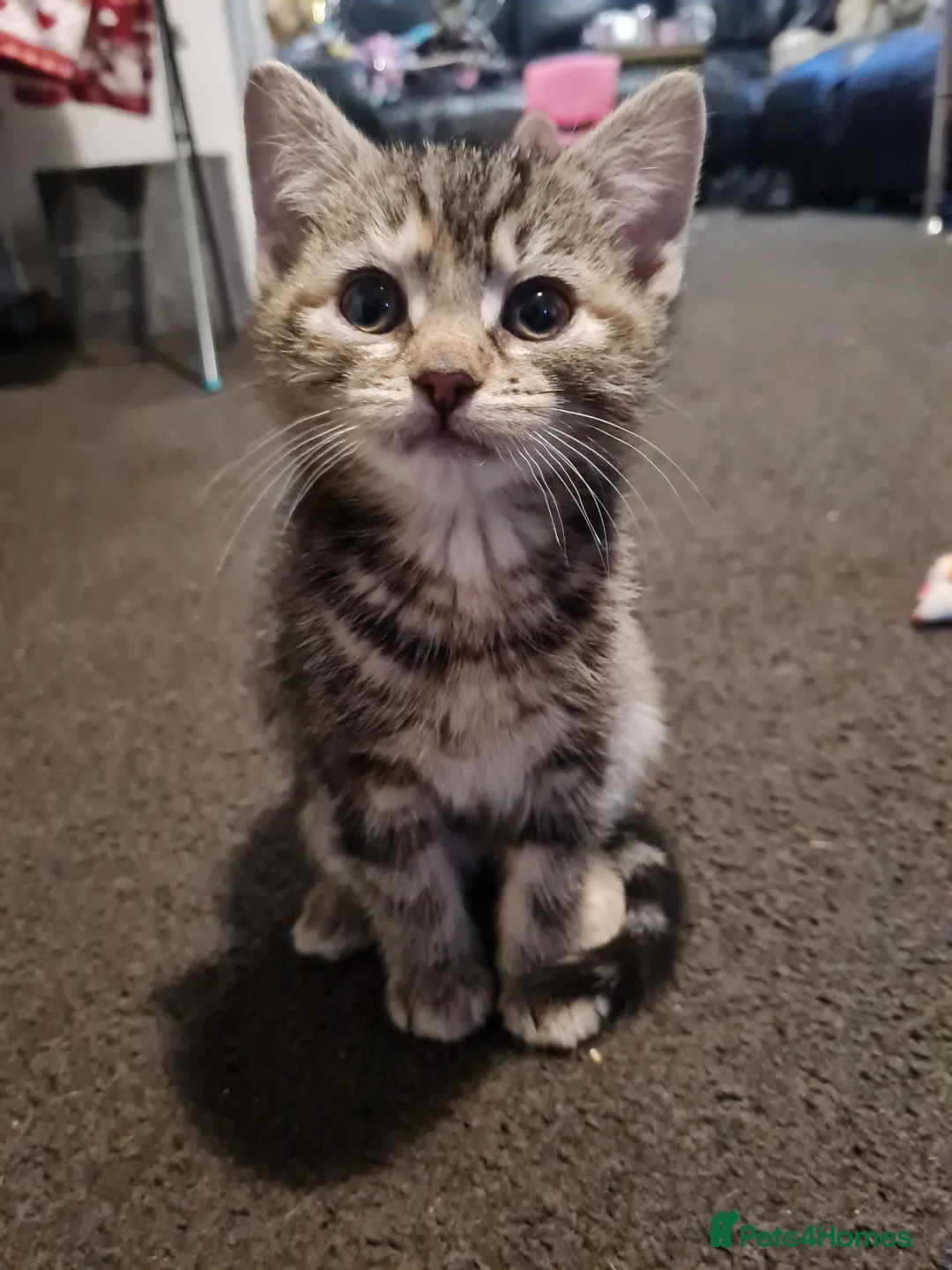 Mixed Breed cats for sale: Beautiful 8 week old kittens - Advert 8