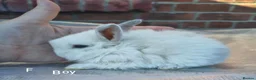 Mini Lop rabbits for sale: Mini lop babies - Advert 6