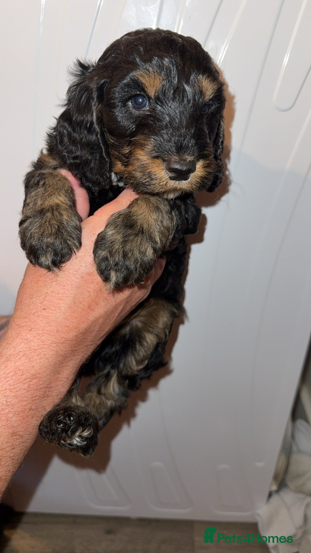 Cockapoo dogs for sale: 3 beautiful toy cockapoos  - Image 13