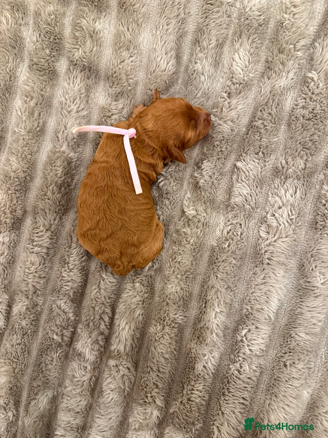 Cavapoo dogs for sale: Beautiful litter of 8 Cavapoos  - Advert 16