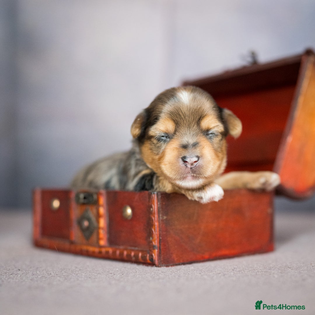 Yorkshire Terrier dogs for sale: Colorful Yorkshire Terrier puppies for sale - Image 19