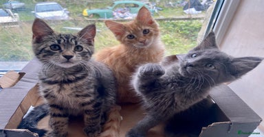 Maine Coon cats - Advert 10