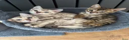Bengal cats for sale: Bengal - Advert 13
