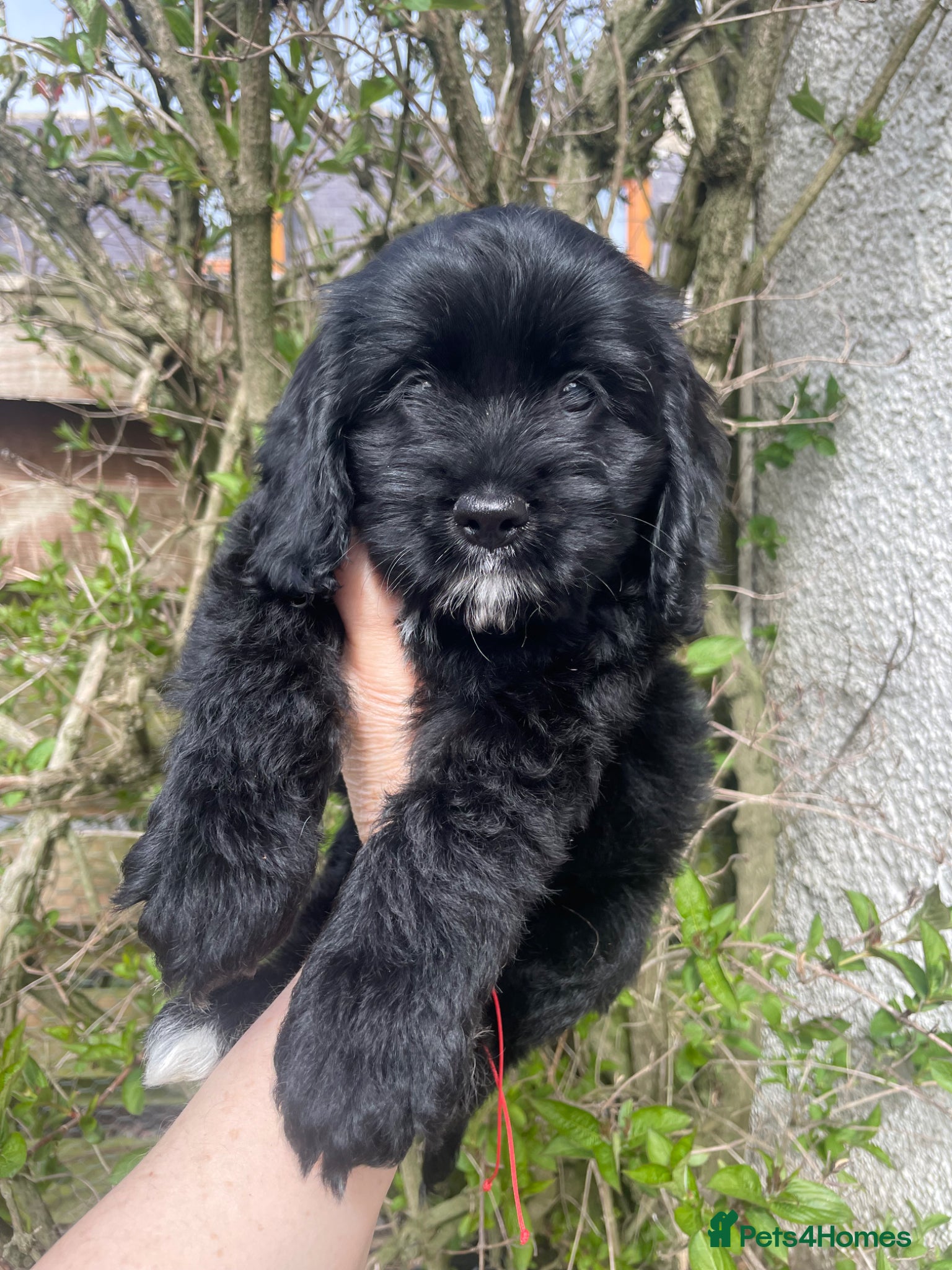 Cockapoo dogs Beautiful American cockapoo baby girl  - Advert 9