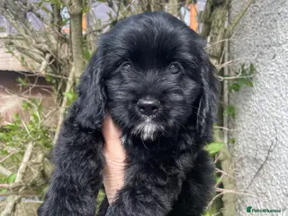 Cockapoo dogs Beautiful American cockapoo baby girl - Advert 9