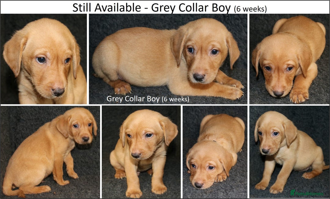 Labrador Retriever dogs for sale: Red Fox Labs : Health Checked-KC Reg-FTCH Pedigree - Image 10