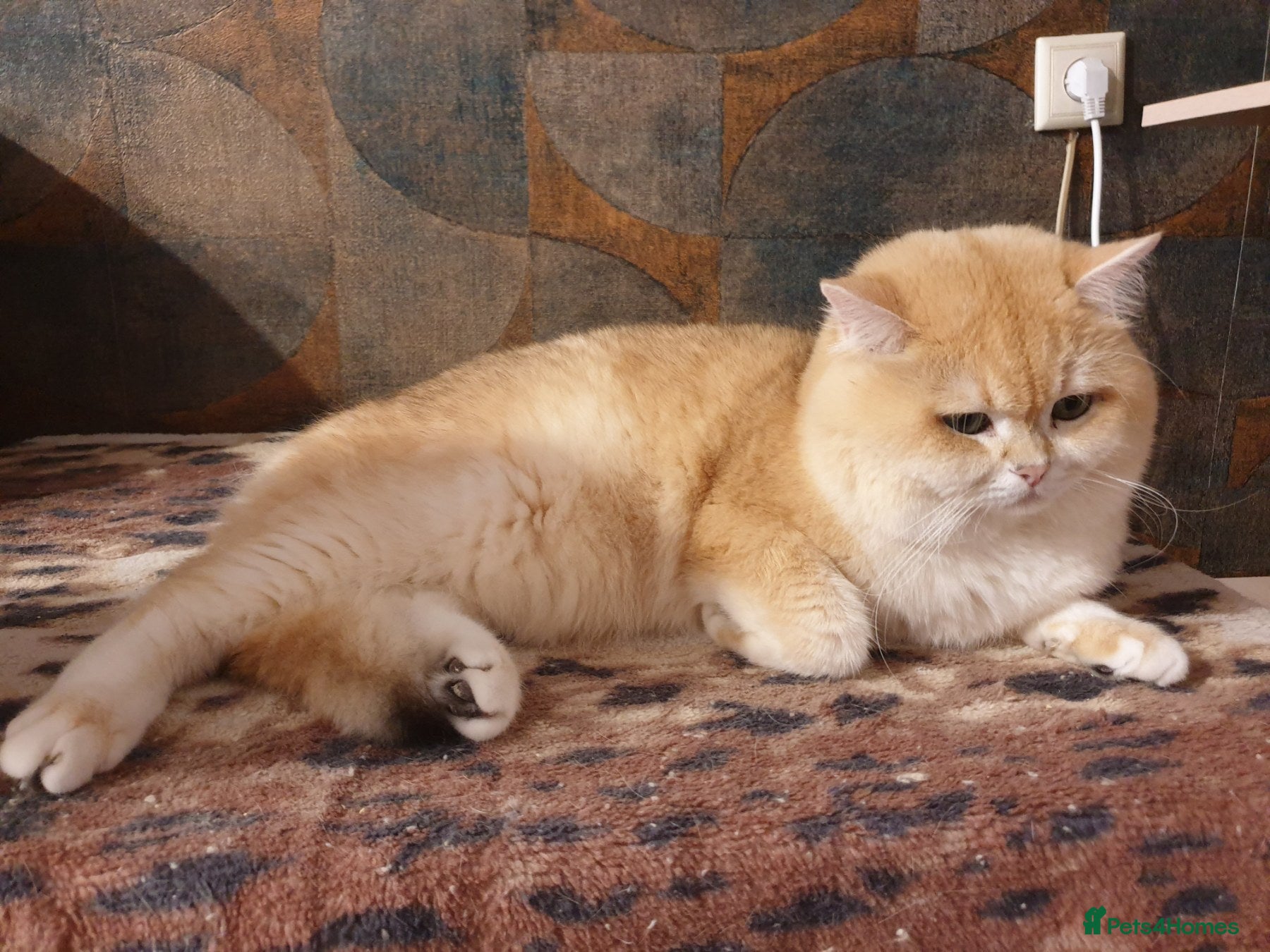 British Shorthair cats Pedigree Golden BSHstud, Emerald eyes, Active rg - Advert 16