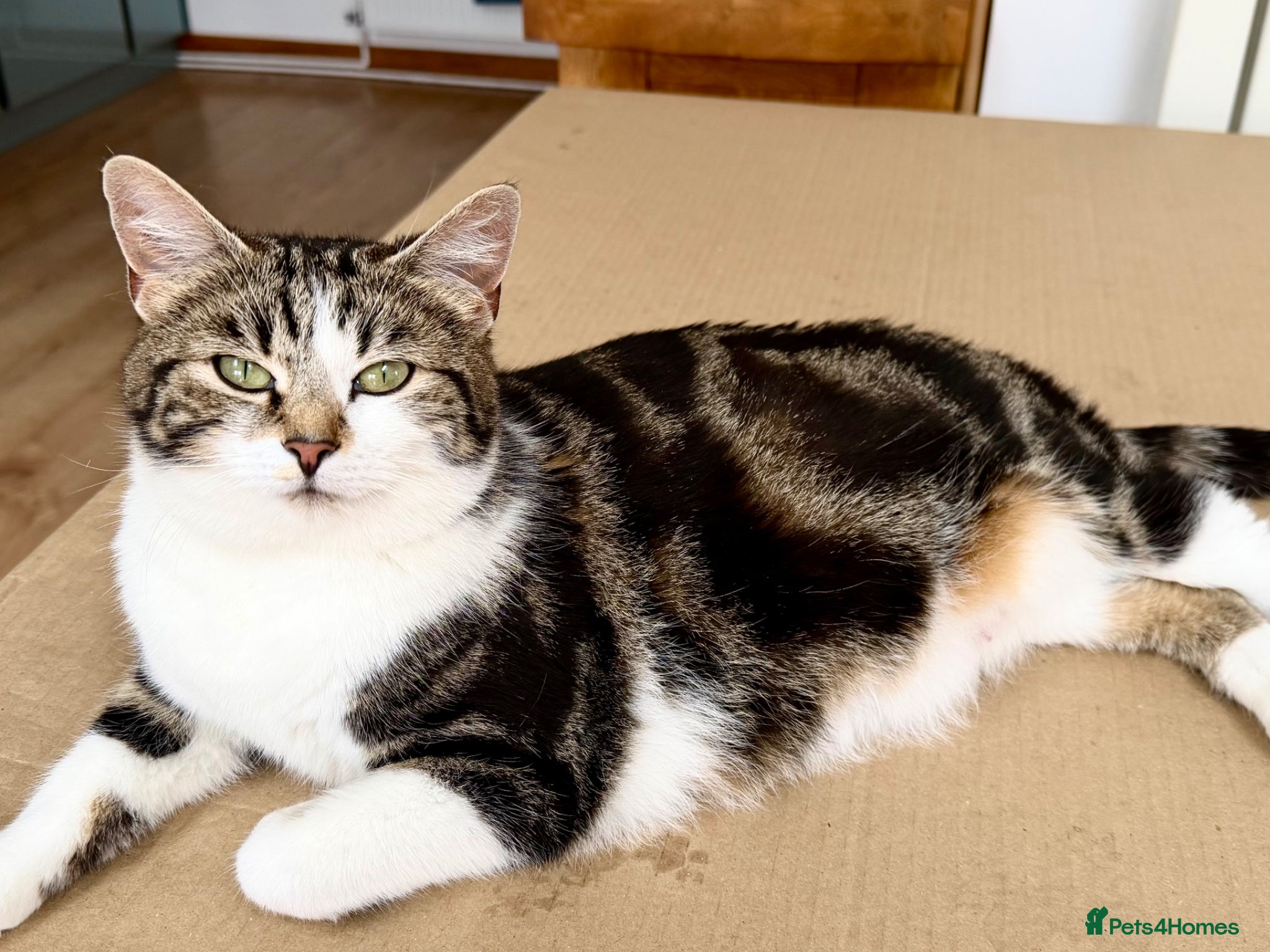 Mixed Breed cats for sale: Gorgeous, lovely Tabby kittens looking for home💕 - Advert 2