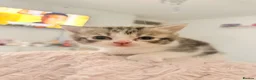 Domestic Shorthair cats for sale: 2 Kittens for sale - Advert 6