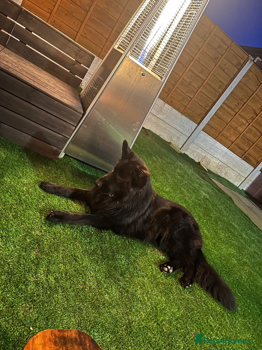 German Shepherd dogs for stud: A’Kayser Candyhaus in Cheadle - Advert 5