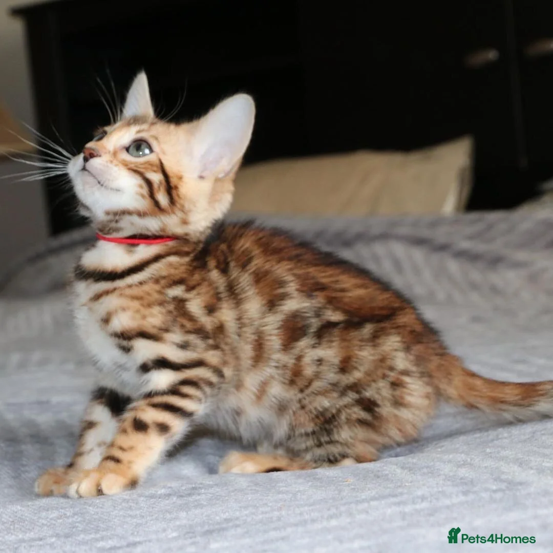 Bengal cats for sale: Beautiful Bengal kittens for sale in Leeds - Advert 10