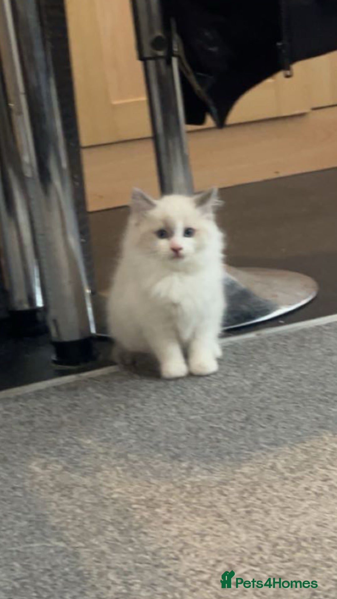 Ragdoll cats Gorgeous Ragdoll Kittens Looking for Loving Homes - Advert 7