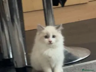 Ragdoll cats Gorgeous Ragdoll Kittens Looking for Loving Homes - Advert 7
