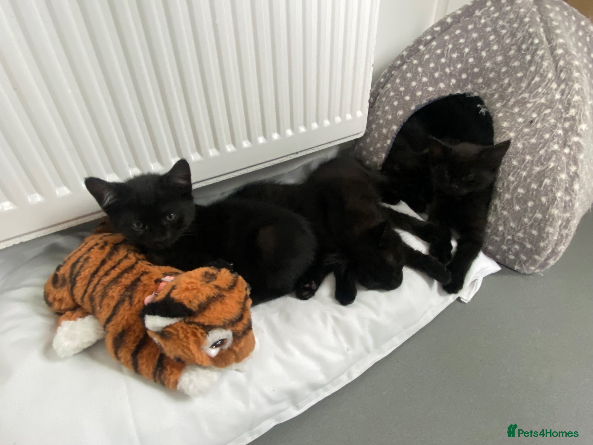 Mixed Breed cats for sale: X2 female 1/2 Russian blue kittens ready🏠’s - Advert 5
