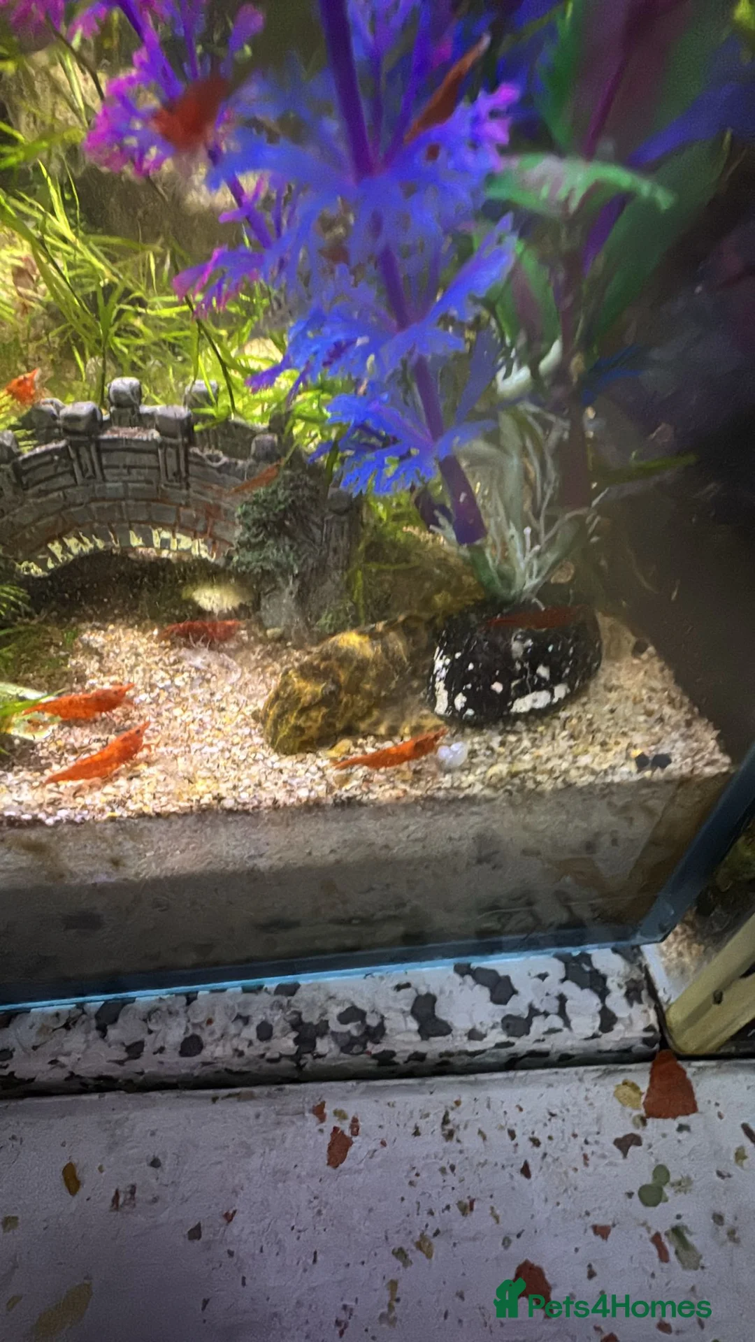 Cichlids fish for sale: Community fish  - Advert 3