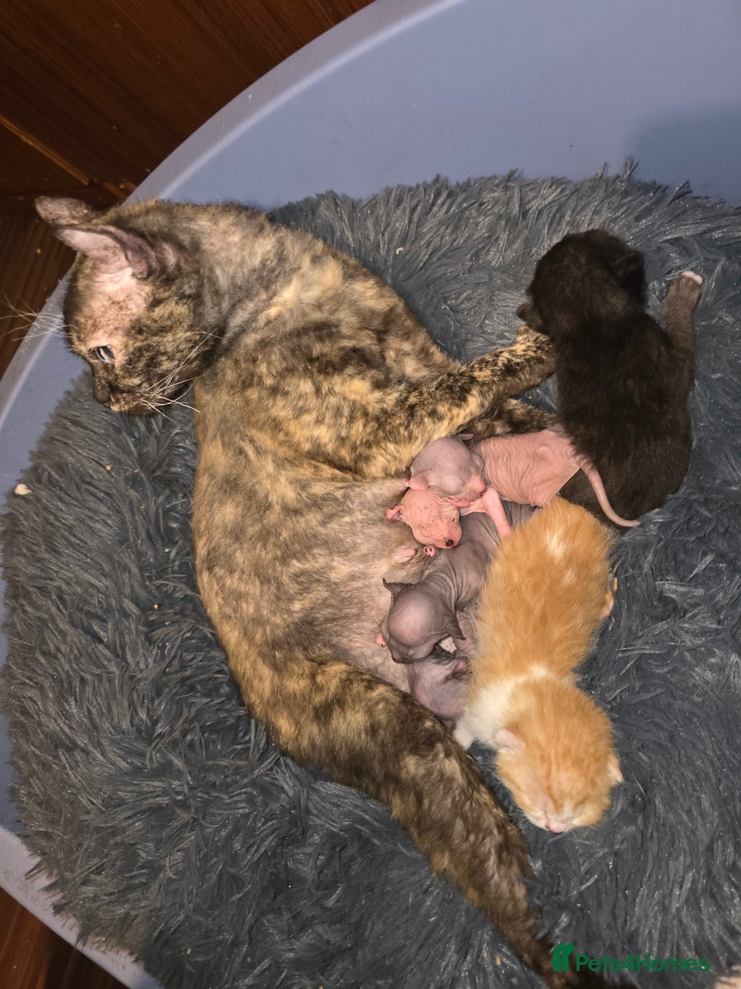 Mixed Breed cats for sale: Adorable Male Kitten – Sphynx x Devon Rex Cross - Advert 16