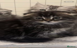 Scottish Fold cats for sale: beautiful Scottish Fold×Nebelung Kittens in Liverpool - Image 11