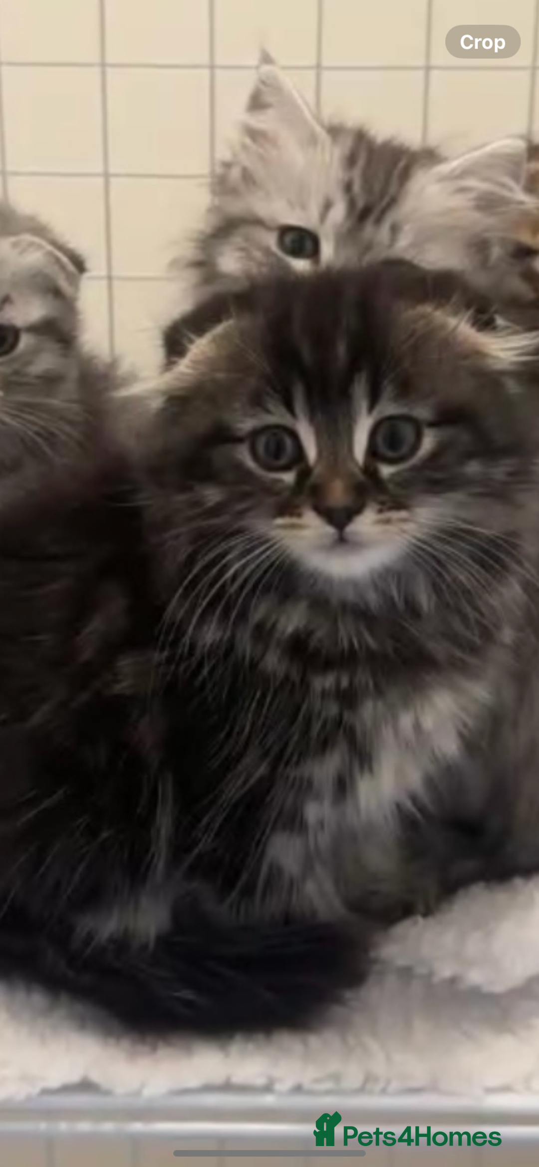 Scottish Fold cats for sale: beautiful Scottish Fold×Nebelung Kittens in Liverpool - Image 11